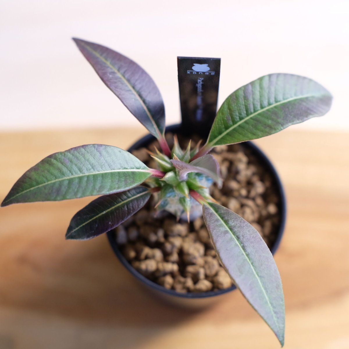 パキポディウム バロニー×ウィンゾリー / Pachypodium baronii パキポディウム バロニー×ウィンゾリー / Pachypodium baronii