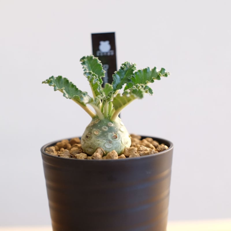 AAA　ドルステニア　ラブラニー fit=scale-down,w=1200