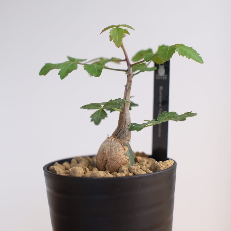 ブルセラ ファガロイデス / Bursera fagaroides / KN1322 | 塊根