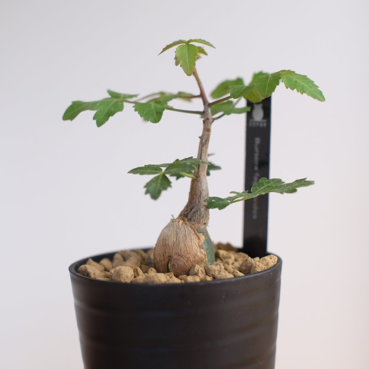 ブルセラ ファガロイデス / Bursera fagaroides / KN1322 | 塊根