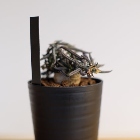 ユーフォルビア キリンドリフォリア トゥビフェラ / Euphorbia cylindrifolia var. tubufera