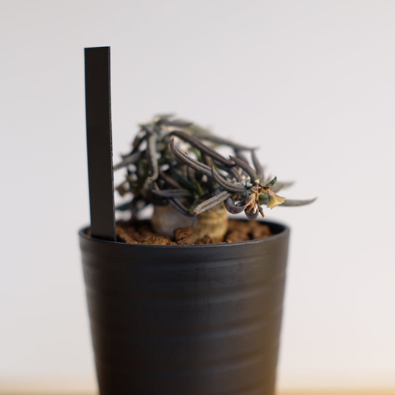 ユーフォルビア キリンドリフォリア トゥビフェラ 鉢のまま発送 ユーフォルビア キリンドリフォリア トゥビフェラ / Euphorbia cylindri