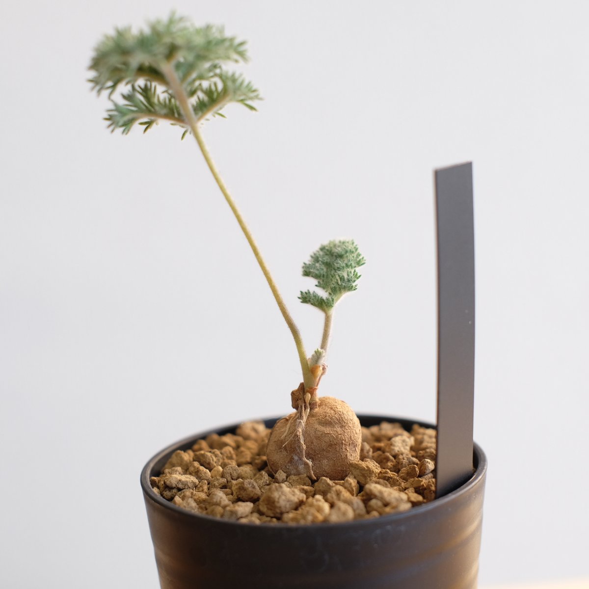 ペラルゴニウム トリステ Pelargonium triste (塊根植物) - 観葉植物