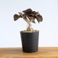 ユーフォルビア フランコイシー / Euphorbia francoisii / KN1540