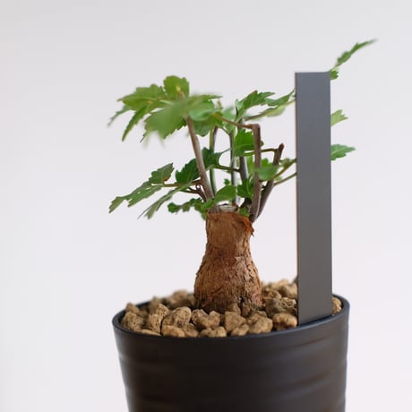 ブルセラ ファガロイデス / Bursera fagaroides / KN1529