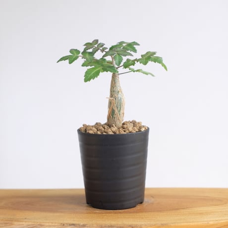 ブルセラ ファガロイデス / Bursera fagaroides / KN1285