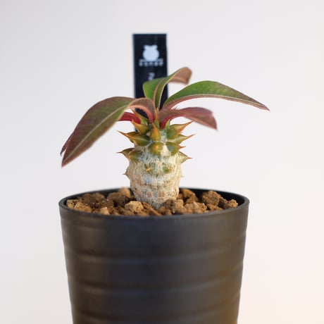 パキポディウム バロニー×ウィンゾリー / Pachypodium baronii×Windsorii