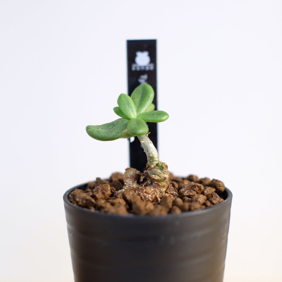 チレコドン スルフレウス / Tylecodon sulphureus | 塊根植物 小苗専門