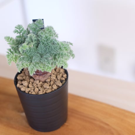 ペラルゴニウム アッペンディクラツム / pelargonium appendiclatum / KN1377