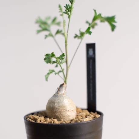 ペラルゴニウム パキポディウム / Pelargonium sp. cf. pachypodium