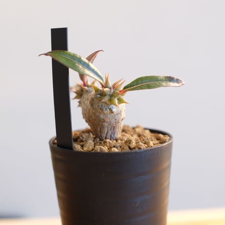 パキポディウム バロニー×ウィンゾリー / Pachypodium baronii×Windsorii