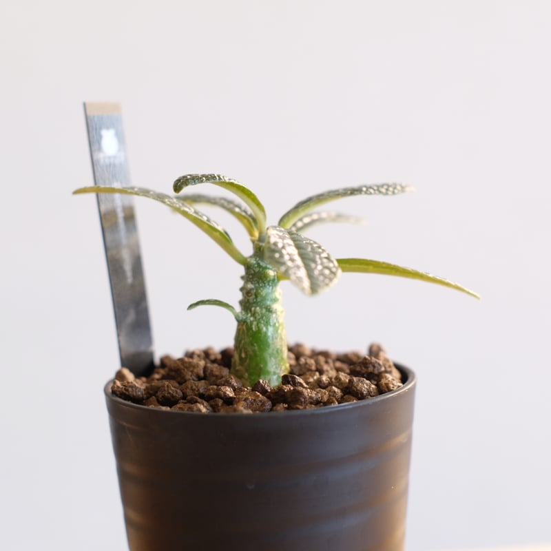 ドルステニア ギガス / Dorstenia gigas | 塊根植物 小苗専門店 konae