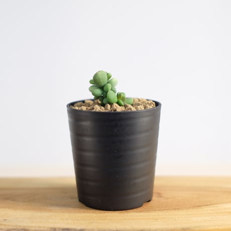 ケラリア ピグマエア / Ceraria pygmaea