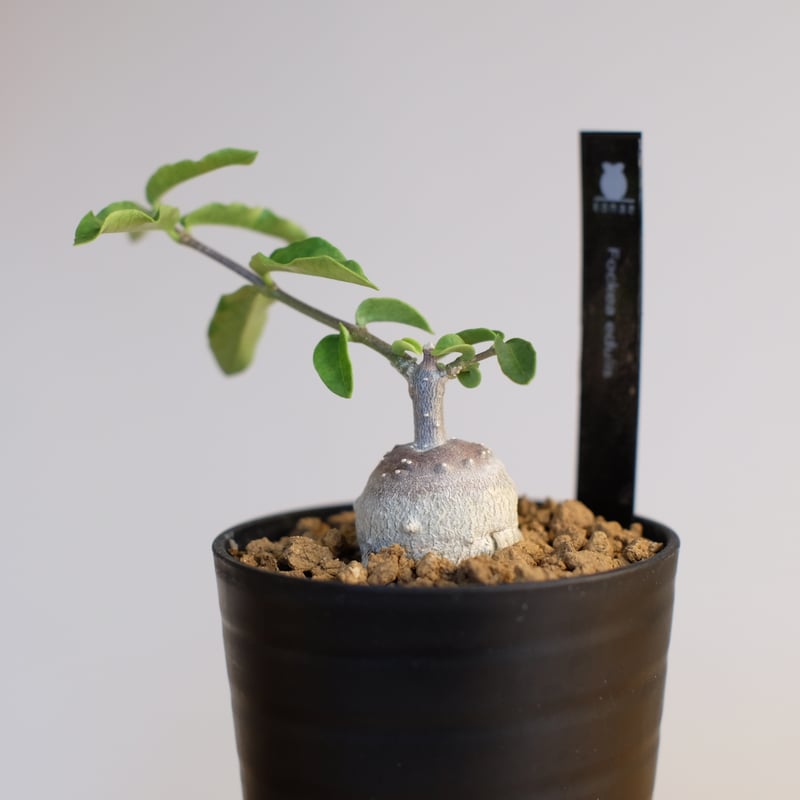 フォッケア エデュリス / Fockea edulis | 塊根植物 小苗専門店