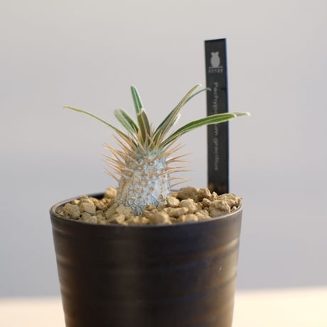 パキポディウム グラキリス / Pachypodium gracilius