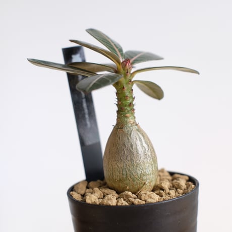 アデニウム ソコトラナム（純血）/ Adenium socotranum / KN1544