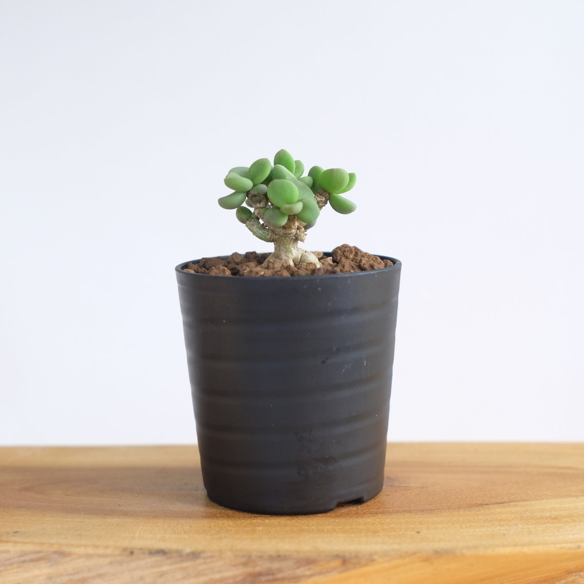 ケラリア ピグマエア / Ceraria pygmaea / KN1264 | 塊根植物 小苗