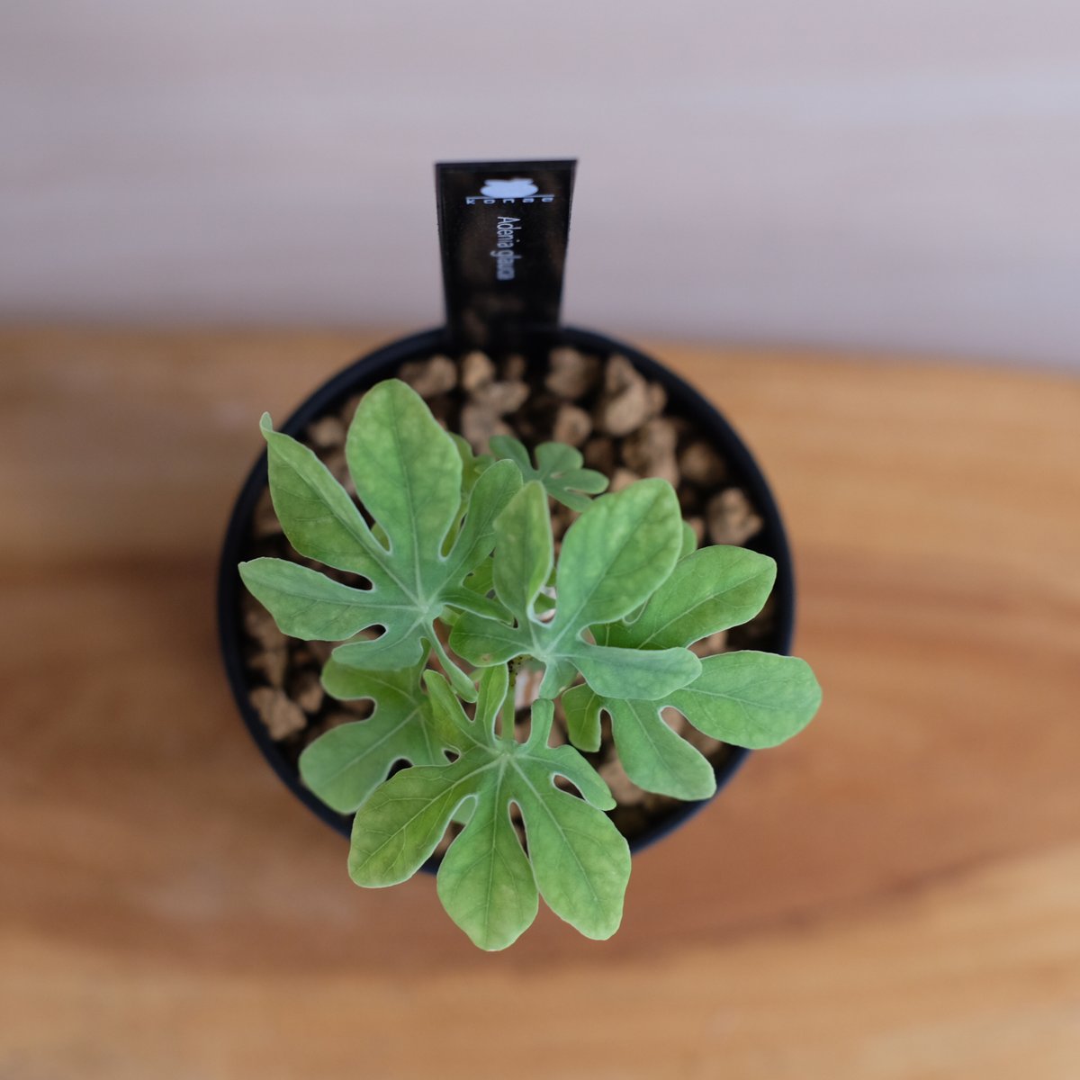 アデニア グラウカ / Adenia glauca | 塊根植物 小苗専門店 konae