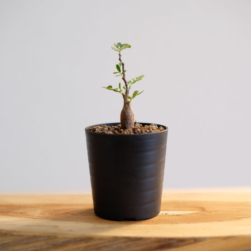 センナ メリディオナリス / Senna meridionalis / KN1003 | 塊根