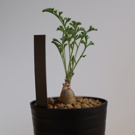 ペラルゴニウム パキポディウム / Pelargonium sp. cf. pachypodium