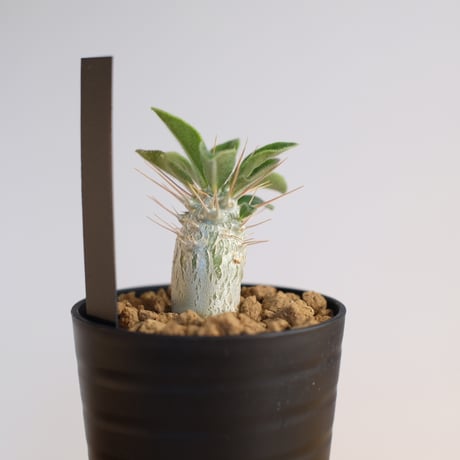 パキポディウム サンデルシー / Pachypodium saundersii