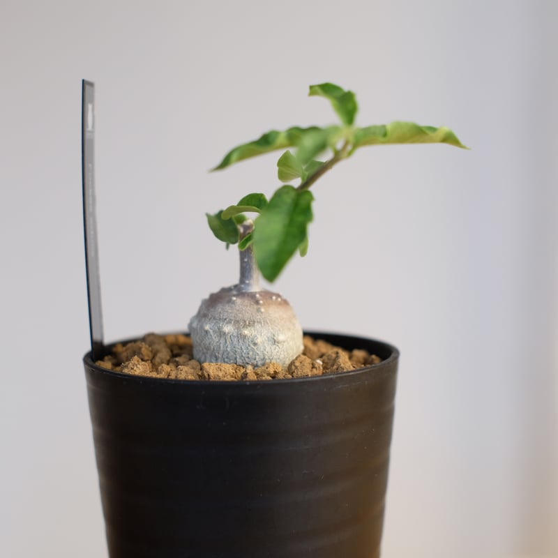 フォッケア エデュリス / Fockea edulis | 塊根植物 小苗専門店 konae