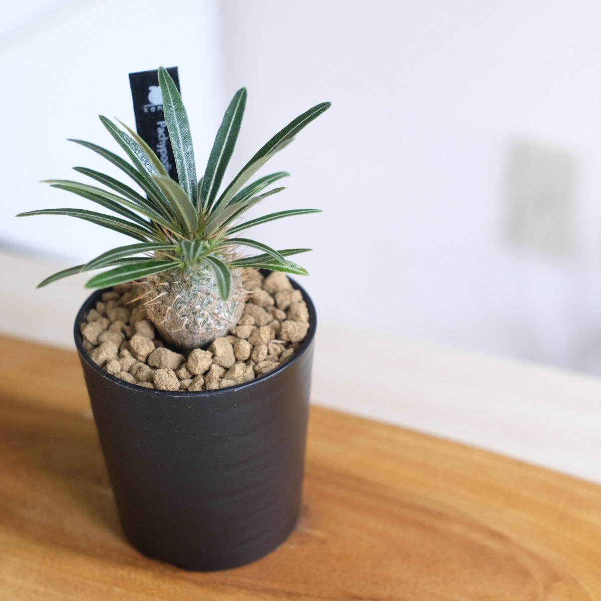 パキポディウム グラキリス / Pachypodium gracilius / KN1336