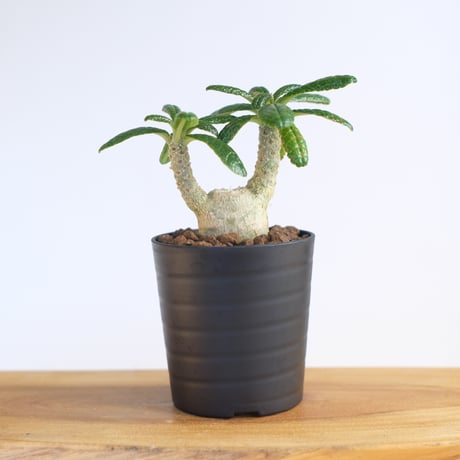 ドルステニア ギガス / Dorstenia gigas / KN1234