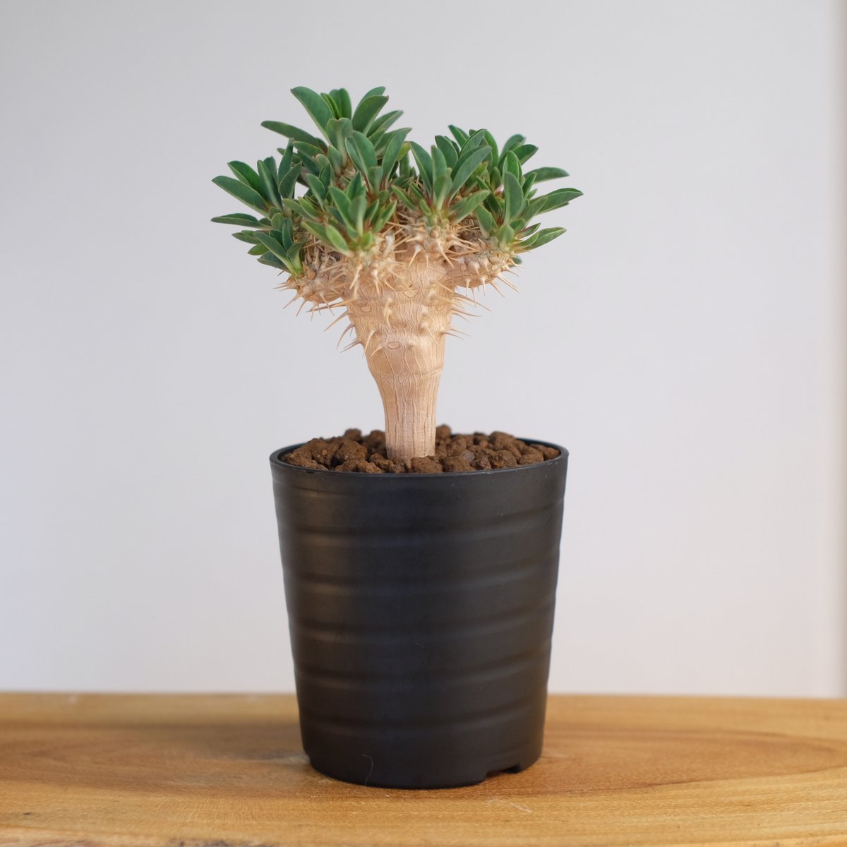 ユーフォルビア ギラウミニアナ eg43 Euphorbia guillauminiana ユーフォルビア・ギラウミニアナ 多肉