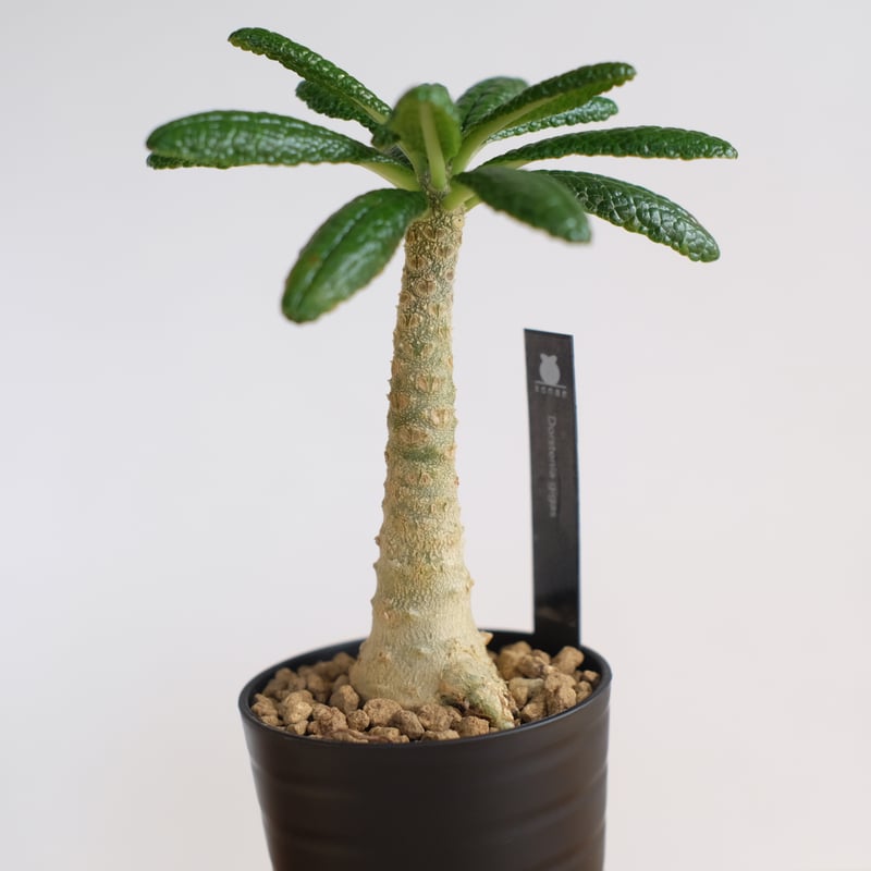 ドルステニア ギガス / Dorstenia gigas / KN1254 | 塊根植物 小苗