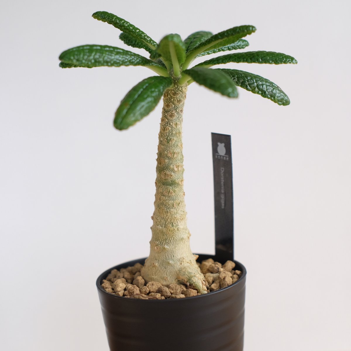 ドルステニア ギガス / Dorstenia gigas / KN1254 | 塊根植物 小苗