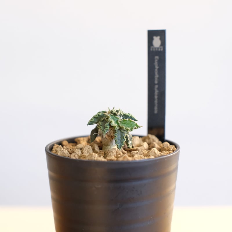 ユーフォルビア トゥレアレンシス １tulearensis Euphorbia tulearensis【ユーフォルビア・トゥレアレンシス】 | RIMO'S