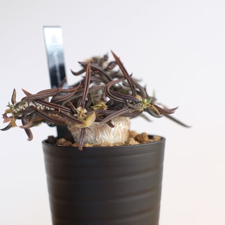 ユーフォルビア キリンドリフォリア トゥビフェラ / Euphorbia cylindrifolia var. tubufera / KN1235