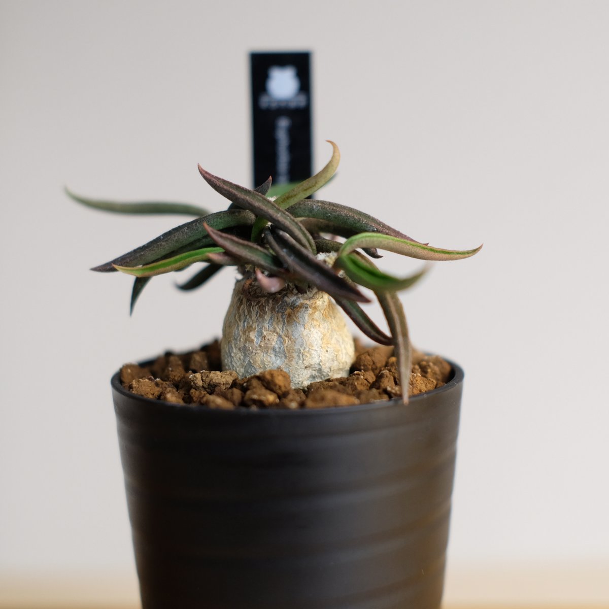 ユーフォルビア キリンドリフォリア トゥビフェラ / Euphorbia cylindri