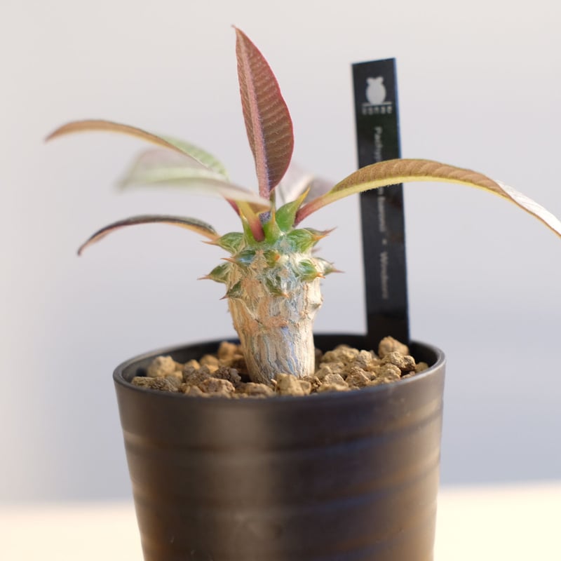 パキポディウム バロニー×ウィンゾリー / Pachypodium baronii