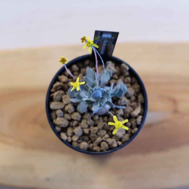 激カワ　歪なじゃがいも　オトンナ　カカリオイデス　ODDROOTS管理株 激カワ 歪なじゃがいも オトンナ カカリオイデス ODDROOTS管理株