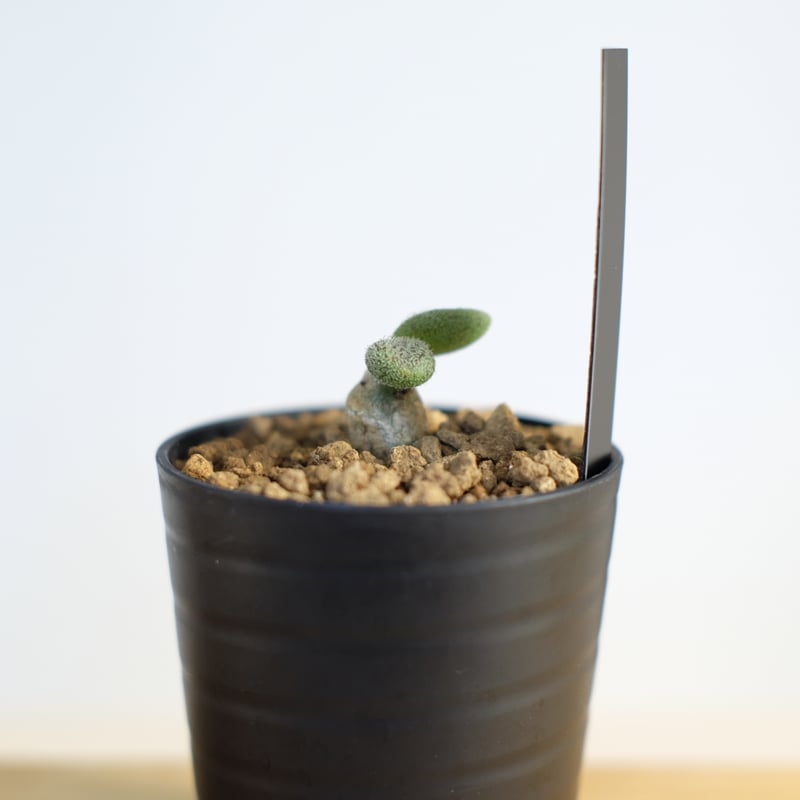 チレコドン ノルテーイ / Tylecodon nolteei | 塊根植物 小苗専門店 konae