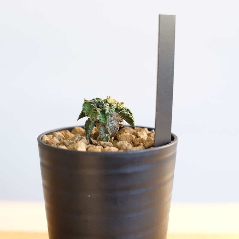 ユーフォルビア トゥレアレンシス / Euphorbia tulearensis / KN10