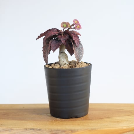 ユーフォルビア フランコイシー / Euphorbia francoisii / KN1261