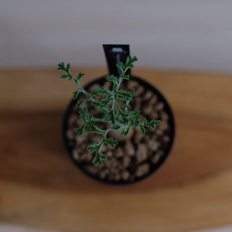 ペラルゴニウム パキポディウム / Pelargonium sp. cf. pachypodium