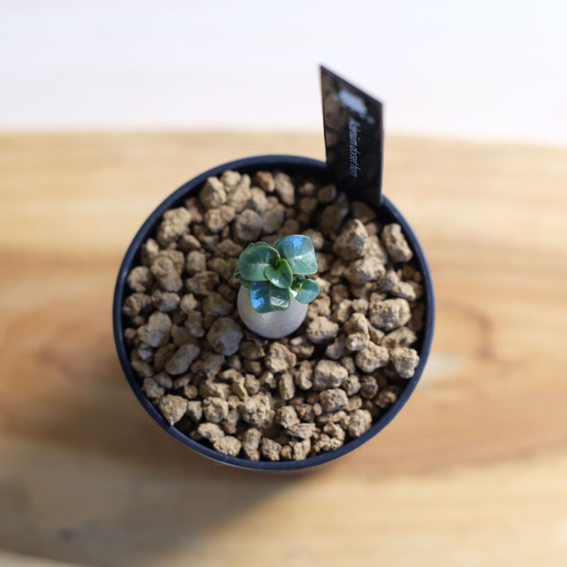 アデニウム ドーセットホーン / Adenium dorset horn | 塊根植物 小苗専