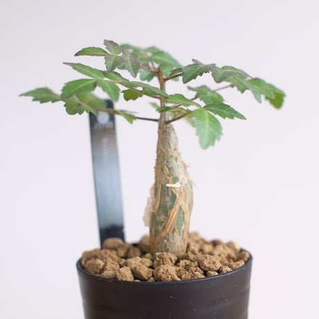 ブルセラ ファガロイデス / Bursera fagaroides / KN1285