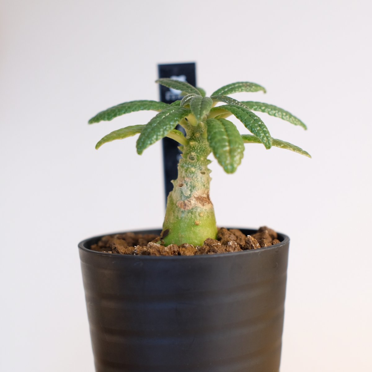 ドルステニア ギガス / Dorstenia gigas | 塊根植物 小苗専門店 konae