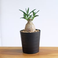 パキポディウム サキュレンタム / Pachypodium succulentum / KN1534