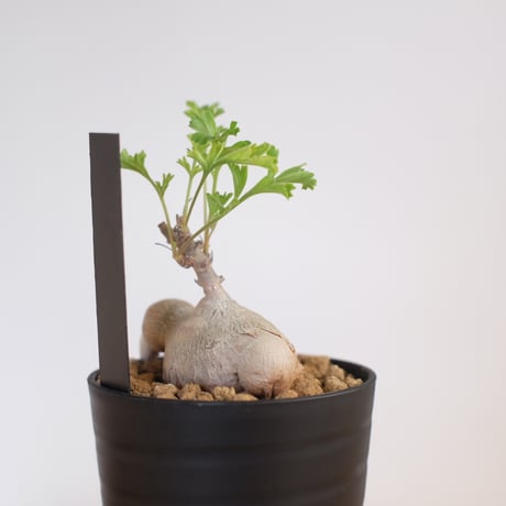 ペラルゴニウム パキポディウム / Pelargonium sp. cf. pachypodium / KN1371