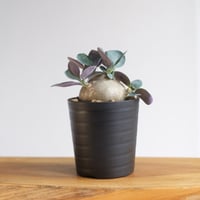 センナ メリディオナリス / Senna meridionalis | 塊根植物 小苗専門店