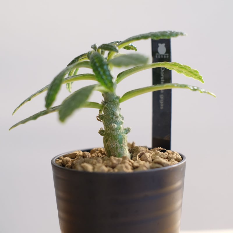 ドルステニア ギガス / Dorstenia gigas | 塊根植物 小苗専門店 konae