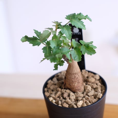 ブルセラ ファガロイデス / Bursera fagaroides / KN1537
