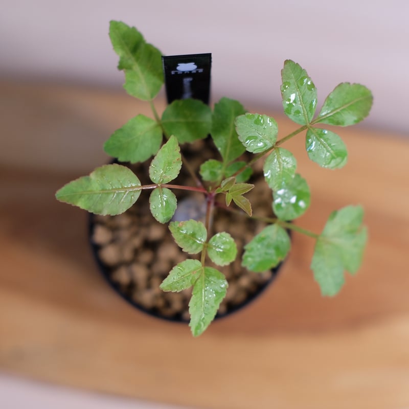 ブルセラ ファガロイデス / Bursera fagaroides | 塊根植物 小苗 ブルセラ ファガロイデス / Bursera fagaroides | 塊根植物 小苗