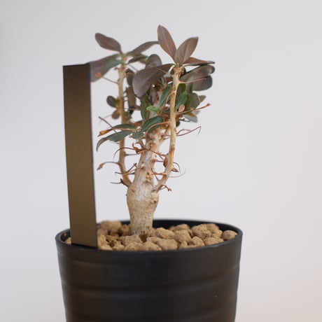 フォークイエリア コルムナリス / Fouquieria columnaris